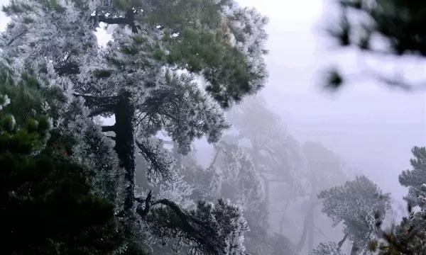 泡沫森林